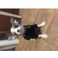 Luna, Chihuahua/ Rehpinscher - Hündin