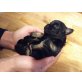 Luna, Chihuahua langhaariger Schlag Welpen - Hündin