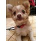 Luna , Chihuahua langhaariger Schlag Welpen - Hündin