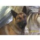 Luna, Deutscher Schäferhund - Hündin