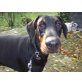 Luna, Dobermann - Hündin