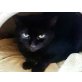 Luna, Einzelprinzessin sucht Kuschelpartner - Katze