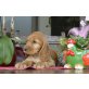 Luna, Englischer Cockerspaniel Welpen - Hündin