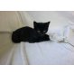 Luna, Europäische Kurzhaarkatze - Katze
