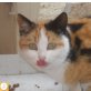 Luna, Europäische Kurzhaarkatze - Katze