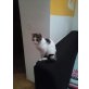 Luna, Glückskatze - Katze