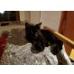 Luna, Hauskatze - Katze