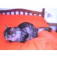 Luna, Hauskatze - Katze