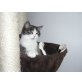 Luna, Hauskatze - Katze