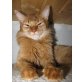 Luna, Isidor, Mambo und Marlon, Somali - Kater