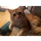 Luna&Jaro, Main Coon EKH - Katze