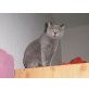 Luna, Kartäuser - Katze
