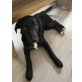 Luna, Labrador/Goldenretriever Welpen - Hündin