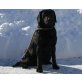 Luna, Labrador Retriever - Hündin