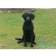 Luna, Labrador Retriever - Hündin