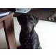 Luna, Labrador Retriever - Hündin
