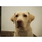 Luna, Labrador Retriever - Hündin