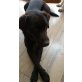 Luna, Labrador-Retriever - Hündin