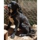 Luna, Labrador Retriever Mix - Hündin