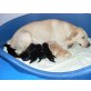 Luna, Labrador Retriever Welpen - Hündin