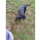 Luna, Labrador-Staff - Hündin