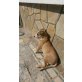 Luna, Liebe Staffordmixhündin sucht ein Zuhause!! Welpen - Hündin
