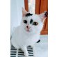 Luna, Liebevolle weiße Mischlingskatze Luna - Katze