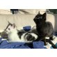Luna + Lilly, BHK + Perser Mischung - Katze