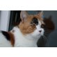 Luna Lou, Britisch Kurzhaarkatze - Katze