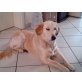 Luna (Lullu), Golden Retriever - Hündin