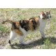Luna, Luna sucht ihre Menschen - Katze