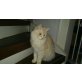 Luna, Main Coon- Perser - Katze