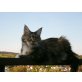 Luna, Maine Coon - Katze