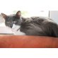 Luna, Maine Coon - Katze