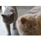 Luna & Marlo, Selkirk Rex - Katze