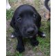 Luna, Mischlingswelpe zu verschenken Welpen - Hündin