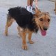 Luna Notfall in der Tötung, Terrier Mischling - Hündin