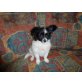 Luna , Papillon Welpen - Hündin