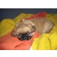 Luna, Pekinese - Hündin