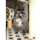 Luna, Perser - Katze