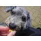 Luna, Pudel, lieb und anhänglich - Hündin