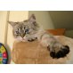 Luna, Ragdoll - Katze
