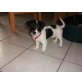 Luna, Rauhaardackel und Terrier - Hündin