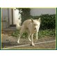 Luna, Schäferhundmischling - Hündin