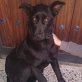 Luna, Schäferhundmischling Welpen - Hündin