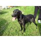 Luna, Segugio Italiano - Hündin