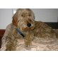 Luna, Spinone - Hündin