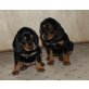 Luna & Stella, Slovensky Kopov Welpen - Hündin
