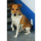 Luna, Terrier - Mix,  kastriert - Hündin