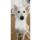 Luna, Weißer Schweizer Schäferhund Welpen - Hündin